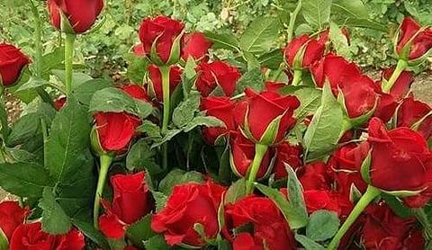 पुणे: डच गुलाबांनी गुरुला वंदना, दोन लाख गुलाब बाजारात; 20 फुलांच्या गड्डीस 60 ते 150 रुपये भाव