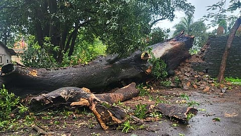 साडेतीनशे वर्ष जुने झाड