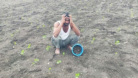 बीड : दुबार पेरणीचे सोयाबीन गोगलगायीने केले फस्त, शेतकरी चिंताग्रस्त