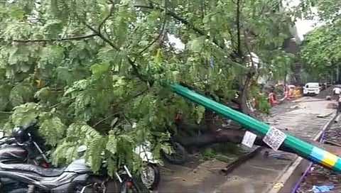 ठाणे : मुख्यमंत्री एकनाथ शिंदे यांच्या घरासमोर पडले झाड