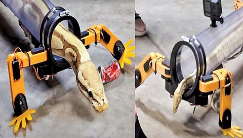 अजगराला दिले चक्क चार पाय!