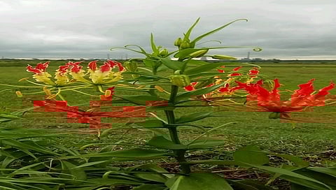 'कळलावी' वनस्पती