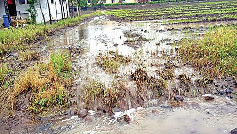 वणी : कंपनी उत्पादन प्रक्रियेनंतरचे दूषित पाणी परिसरातील शेतजमिनीत प्रवाहित होत असल्याने अशा पिकांची हानी होत आहे. (छाया: अनिल गांगुर्डे)