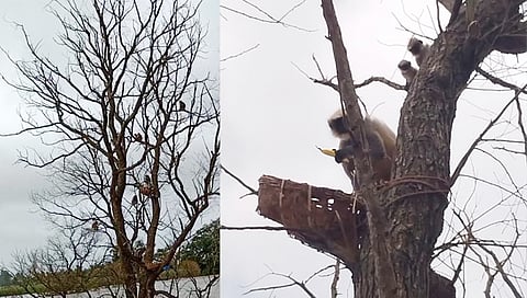 दरेवाडी पन्हाळा येथील कासारी नदीच्या पुरा मुळे माकडांचा कळप झाडावरच अडकून पडले आहेत