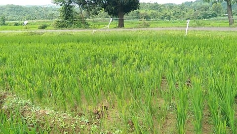 कोल्हापूर : म्हासुर्लीत तीन एकरातील भातपीक गव्यांकडून फस्त