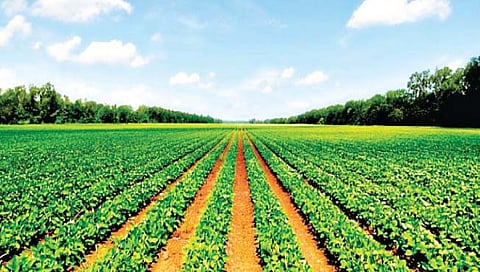 कोल्हापूर : हजार रुपयांत करता येणार शेतजमिनीची अदलाबदल