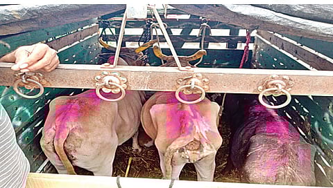 मालेगाव : टेहरे गावाजवळ गोवंशाची अवैध वाहतूक करताना पकडण्यात आलेली पिकअप.