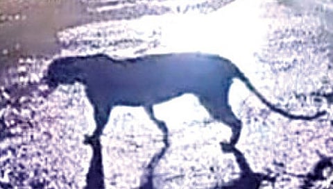 बिबट्या सदृश्य प्राणी