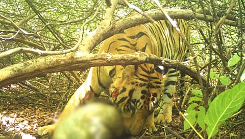Gadchiroli Tiger Attack