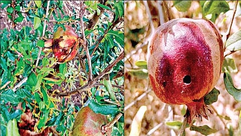 सागोला : अजनाळे येथील डाळिंब होतेय नष्ट