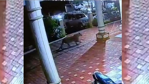 नाशिक : गौळाणेत बिबट्याचे दर्शन; नागरिकांमध्ये भिती