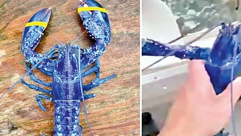 पुन्हा सापडला दुर्मीळ निळा खेकडा!