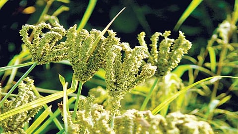 नाचणी पिकाचे ‘असे’ करा व्यवस्थापन