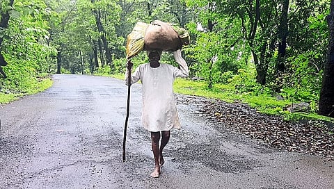 नाशिक : पोटाची खळगी भरण्यासाठी दाट जंगलातून काळूबाबांची वीस किमी पायपीट