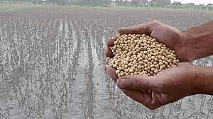 जळगाव : बनावट खतविक्री प्रकरणी तपासणीचे मुंबई उच्च न्यायालयाचे आदेश