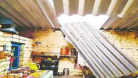 नाशिक : मांजरीचा पाठलाग ; बिबट्या पत्र्यावरून पडला थेट घरात