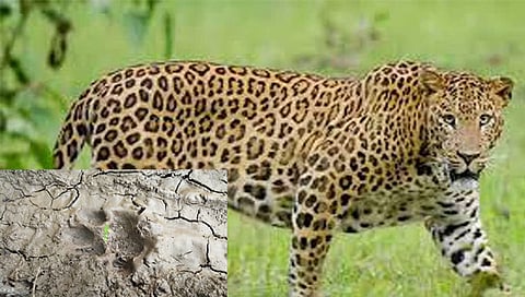 Nashik Niphad : बिबट्याची स्वारी द्राक्षपंढरीच्या दारी, आढळले पावलांचे ठसे