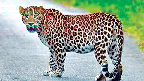 संग्रहित छायाचित्र