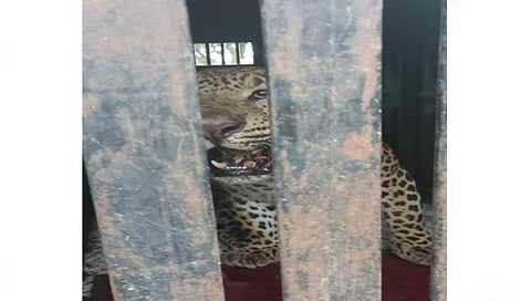 नाशिकरोड : चाडेगाव शिवारात पिंजऱ्यात जेरबंद झालेला बिबट्या. (छाया: उमेश देशमुख)