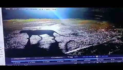 सिडको : गौळाणेत शांताराम चुंभळे यांच्या बंगल्याच्या समोरील रस्त्यावर वावरताना सिसिटिव्हीत कैद झालेला बिबट्या.