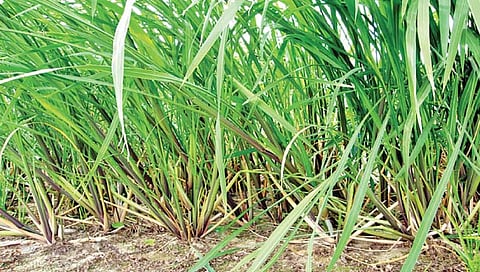 paddy farming : भात पिकावर करपा रोगाचा प्रादुर्भाव, हा करा उपाय