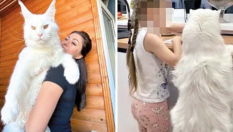 जगातील सर्वात लांब मांजर