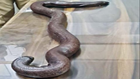 ठाणे : आधुनिक युगात आजही काळ्या जादूचा प्रभाव कायम