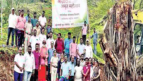 पाचवडच्या 75 वर्षाच्या वडाचे पुनर्रोपण