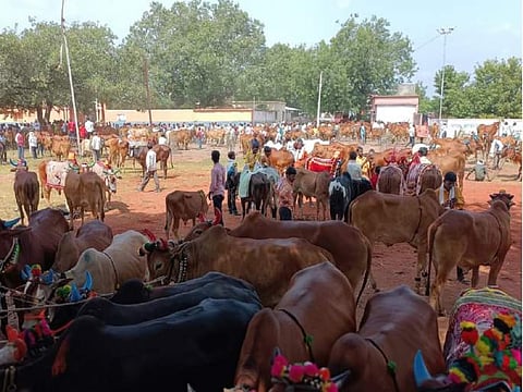 हिंगोली : वाई गोरखनाथ येथील महापोळ्यासाठी ३५ हजार बैलजोड्यांची हजेरी