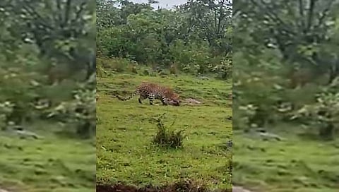 कोल्हापूर : शित्तूर वारूण-उदगिरी रस्त्यावर बिबट्यासह बछड्याचे दर्शन (Video)