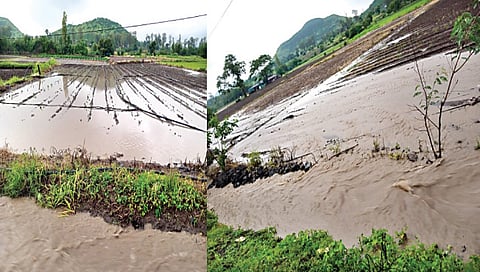 वणी : मुळाणे, बाबापूर, भातोडे, धरमबर्डा या भागांत शुक्रवारी मुसळधार पावसामुळे शेतीचे झालेले नुकसान.(छाया : अनिल गांगुर्डे, वणी)