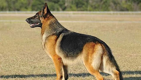 सोलापूरच्या श्वान पथकाकडून दीड वर्षात 16 गुन्ह्यांचा पर्दाफाश