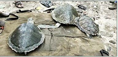 पालघर : डहाणूच्या समुद्रकिनार्यावर आढळली नऊ दुर्मिळ कासव