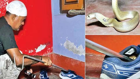 चक्क बुटात लपला होता नाग!