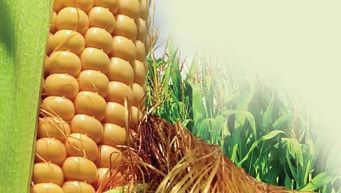 मका पिकाचे उत्पादन तंत्रज्ञान : पेरणी कधी करावी?