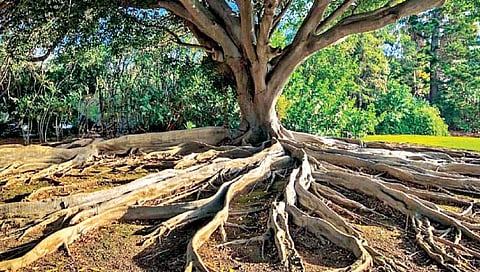 झाडांच्या मुळांशी अनोखं जग