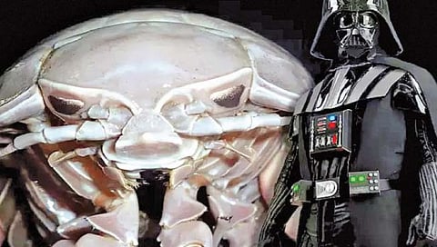 ‘स्टार वॉर्स’च्या खलनायकासारखा दिसणारा जीव!