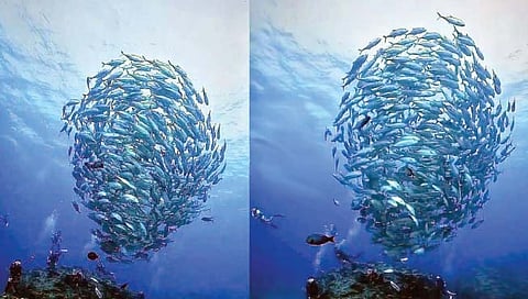 पाण्यात चक्क माशांच्या झुंडीची ‘वावटळ’!