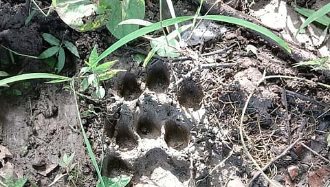 नागपूर : बुटीबोरी वनपरिक्षेत्रात महिनाभरात वाघाचे दुसऱ्यांदा दर्शन, शेतकरी, नागरिकांमध्ये भीतीचे वातावरण