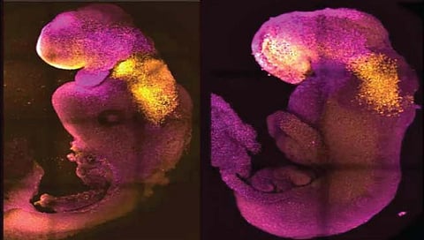 प्रयोगशाळेत बनवलेल्या उंदरांमध्ये मेंदू, हृदयाचा विकास