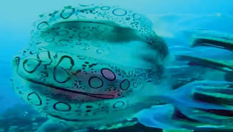 अनोखी रंगसंगती असलेल्या जेलीफिशचा शोध
