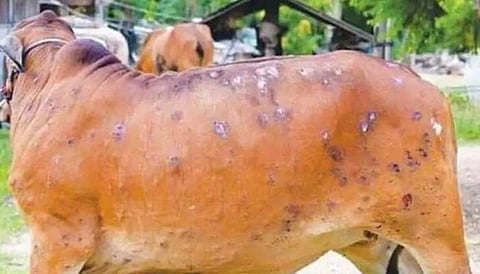 Lumpy skin disease | ‘लंपी स्किन डिसीज’चा महाराष्ट्रातील २१ जिल्ह्यांत फैलाव, ४३ जनावरांचा मृत्यू