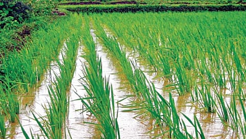 कोल्हापूर : महापुरामुळे 1,200 हेक्टरवरील भात पिकाचे नुकसान