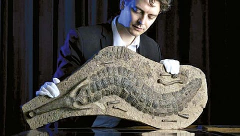 चार कोटी वर्षांपूर्वीच्या मगरीच्या जीवाश्माचा होणार लिलाव