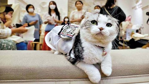 कुत्र्या-मांजरांना ‘कूल’ ठेवणारा पोशाख