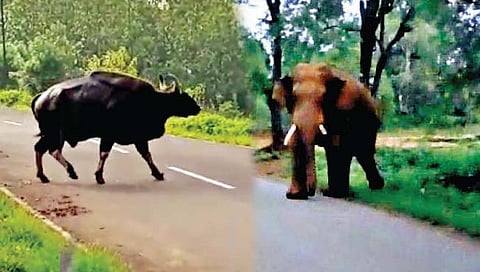 कोल्हापूर : पुन्हा मादळेत गवे; आजर्यात टस्कर