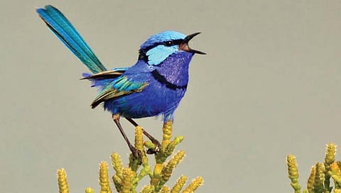 ही आहे पक्ष्यांमधील सुंदर ‘परी’!