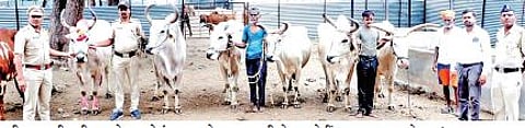 बीड : 16 गोवंशाची आष्टी पोलिसांकडून सुटका; 22 लाख रुपयांचा मुद्देमाल जप्त