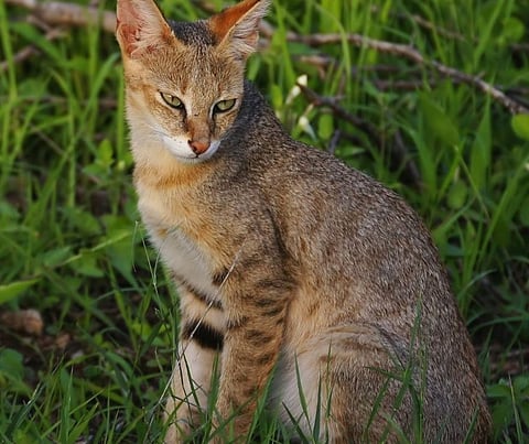 रानमांजर संग्रहित फोटो