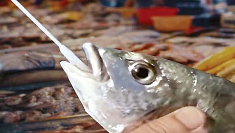 मासे, खेकड्यांची कोव्हिड टेस्ट